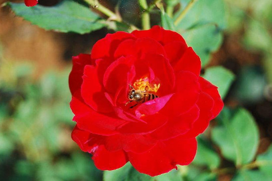 鲜花醒花多久