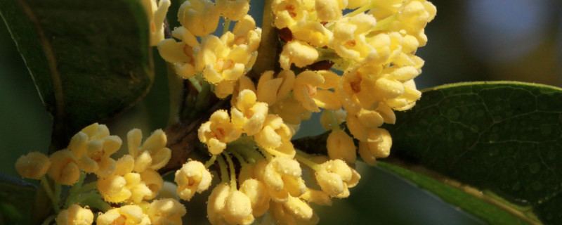 上海桂花什么时候开花