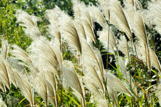 芦苇的精神与花语