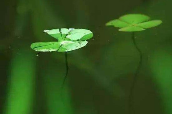 浮萍草功效与作用