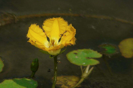 荇菜是什么植物