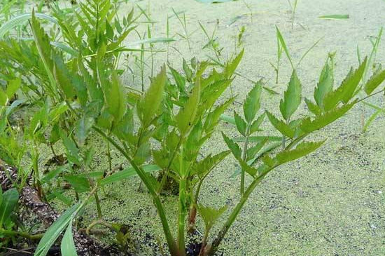 水芹菜怎么种植方法