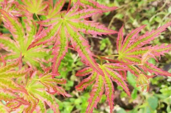 红枫是什么季节的植物