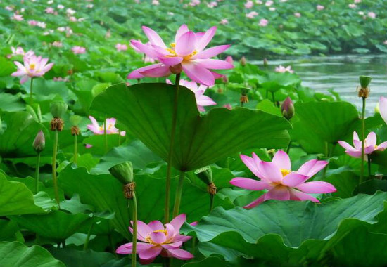 家里养莲花好吗，为什么家里不养莲花(散财)