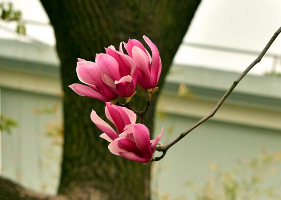 紫玉兰什么时候开花，紫玉兰花期在3～4月