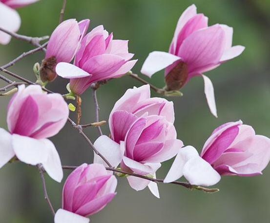 紫玉兰什么时候开花，紫玉兰花期在3～4月