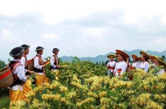 金银花种植前景如何，种植前景很好(市场需求量大)