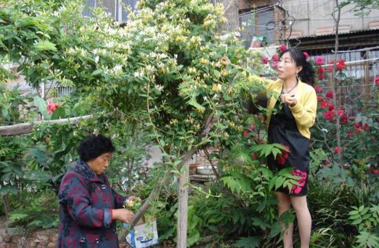 金银花种植前景如何，种植前景很好(市场需求量大)