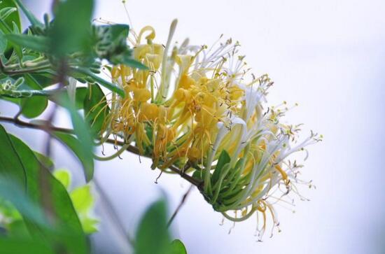 新鲜金银花能泡水喝吗，不能泡水喝(有病菌对人体有害)