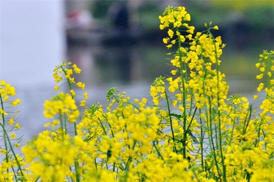 油菜花什么时候开