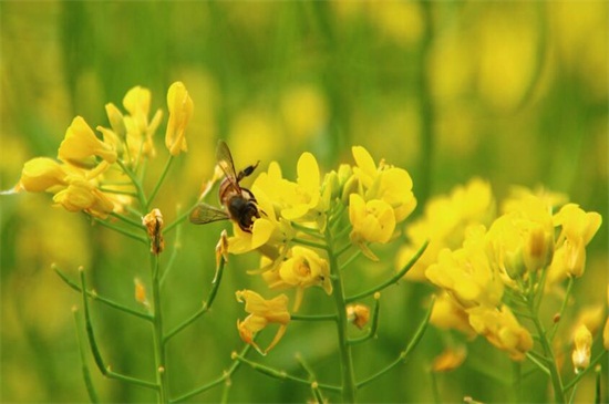 油菜花什么时候开