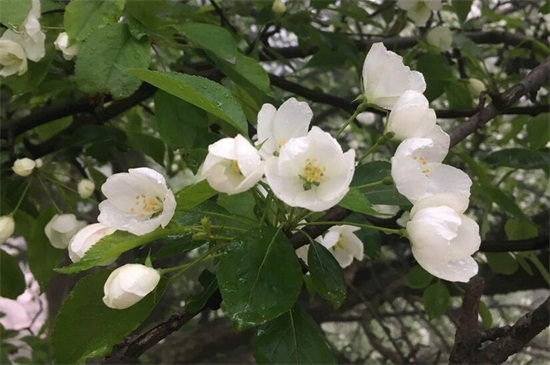 春天开的花有哪些