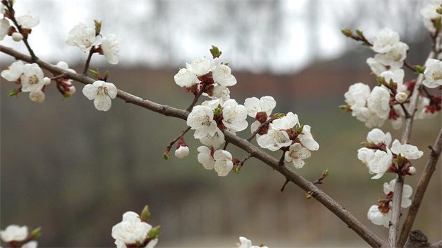 樱花代表什么含义