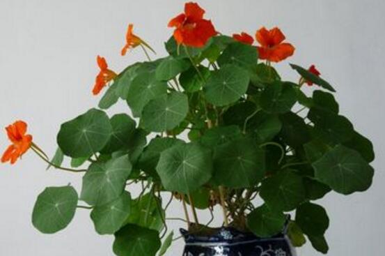 旱金莲什么时候开花，6～10月份开花/8月份最茂盛