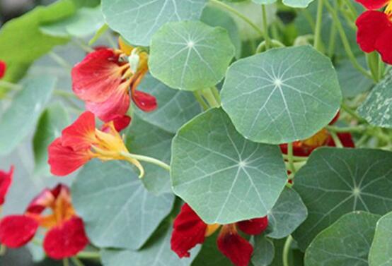 旱金莲什么时候开花，6～10月份开花/8月份最茂盛