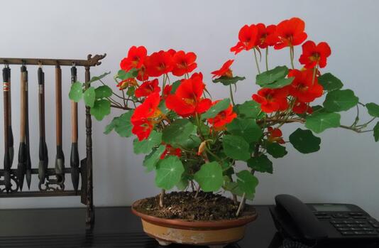 旱金莲什么时候开花，6～10月份开花/8月份最茂盛