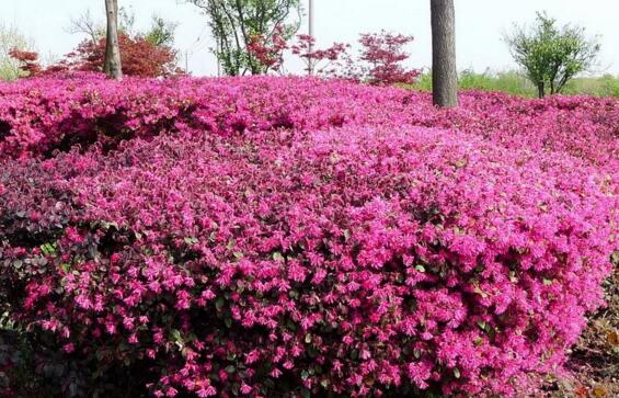 红花继木怎么浇水，夏季早晚浇水避免中午高温浇水