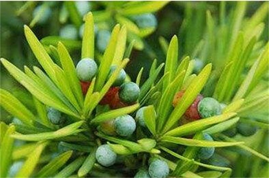 罗汉松果泡酒的方法，做好四步成功泡制罗汉松果酒