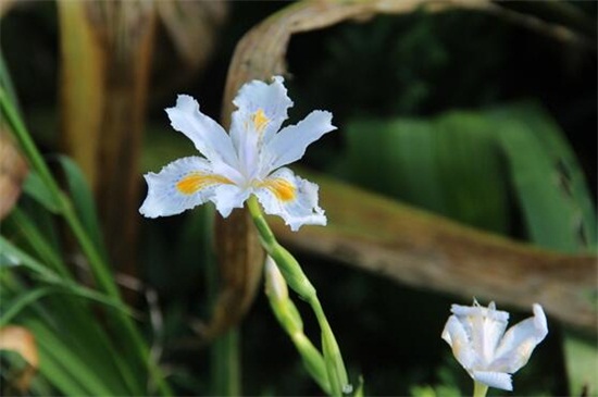 鸢尾花隐藏花语