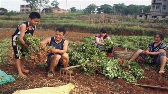 农民如何快速摘花生，六种方法加快花生脱粒