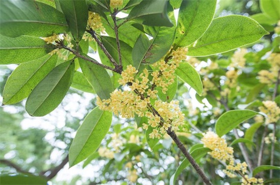 桂花掉叶子怎么补救