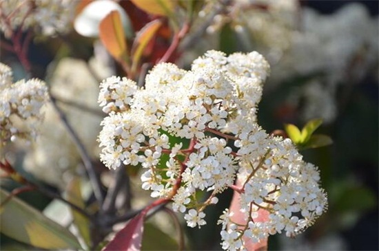 石楠花为什么叫最污花，因其花香特殊