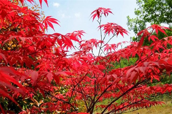 枫叶的寓意是什么，代表坚毅精神和鸿运吉祥