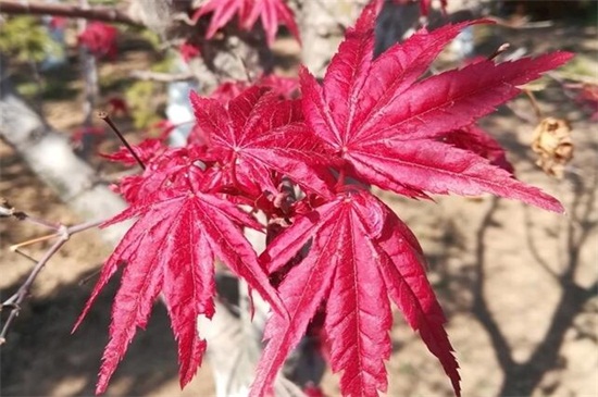 枫叶的寓意是什么，代表坚毅精神和鸿运吉祥