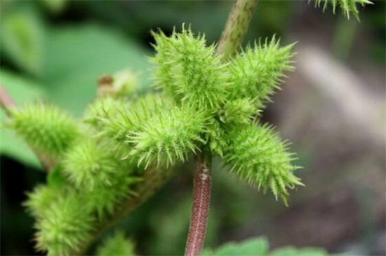 植物传播种子的方法有哪些，可通过水流和风传播