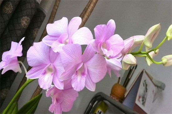 秋石斛开花后要剪掉吗，剪去残枝使其旺盛