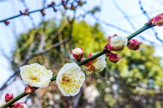 腊梅怎么修剪多开花(图解)，三步修剪使其花多