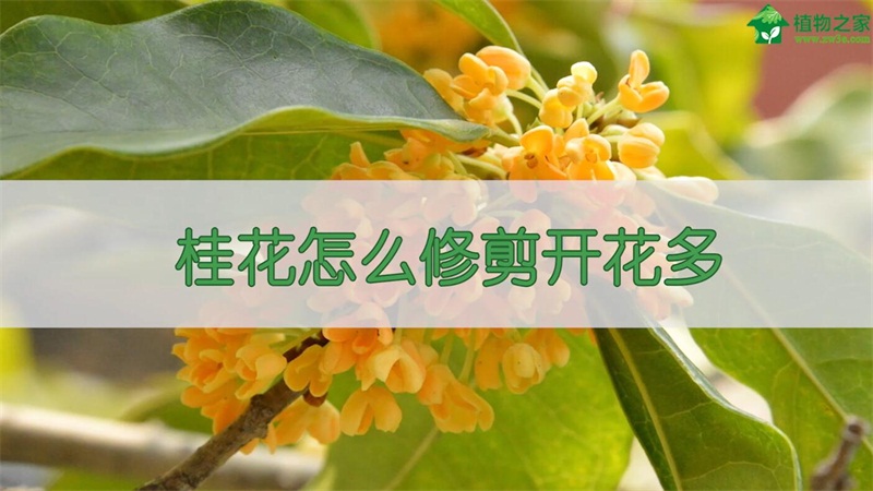 桂花怎么修剪开花多