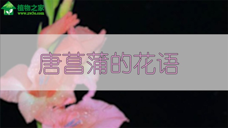 唐菖蒲的花语