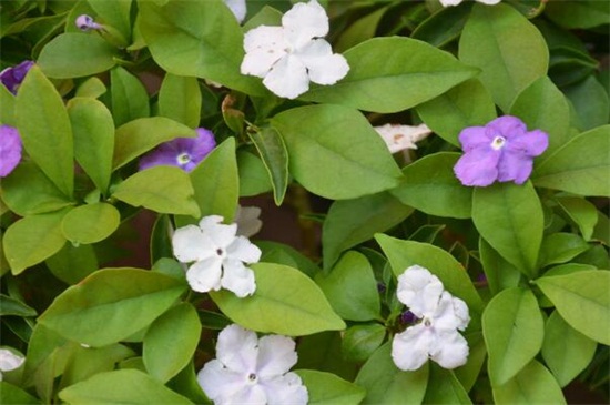 双色茉莉的花语和象征意义