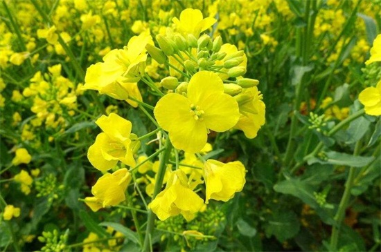 油菜花冬季开花吗