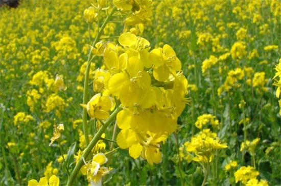 油菜花冬季开花吗