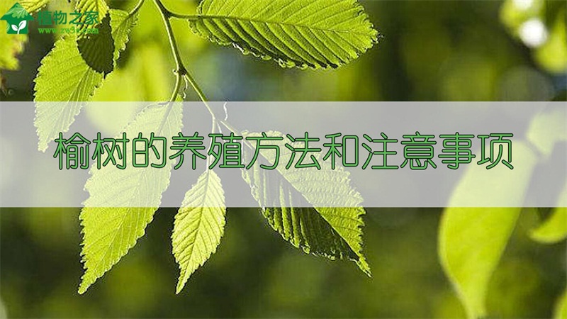 榆树的养殖方法和注意事项