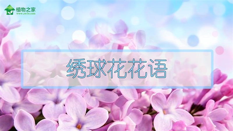 绣球花花语