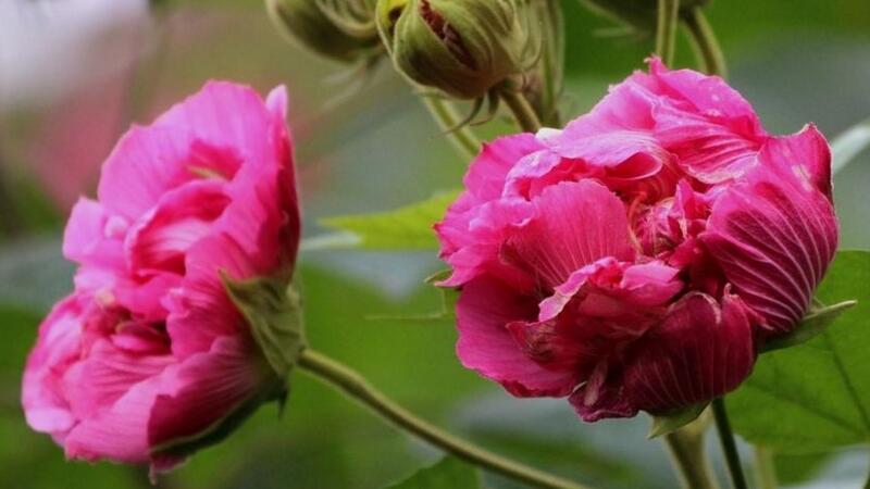 芙蓉花的养殖方法和注意事项