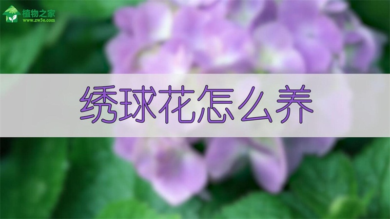 绣球花怎么养