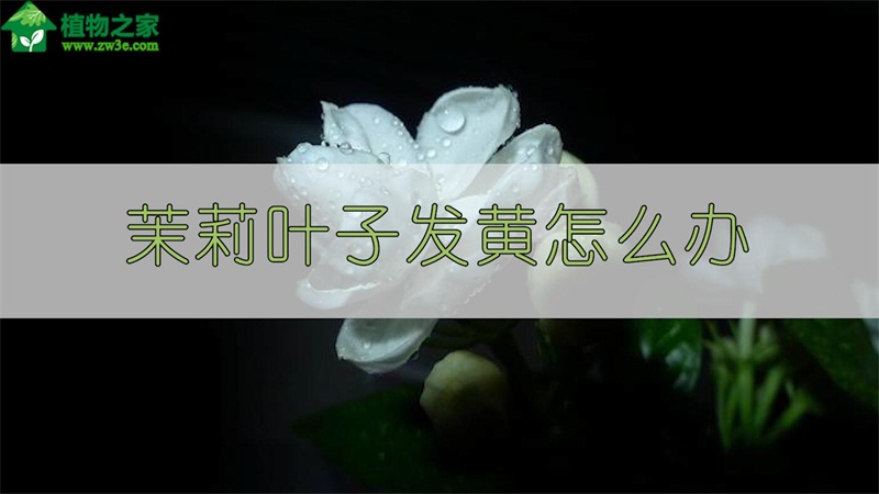 茉莉叶子发黄怎么办