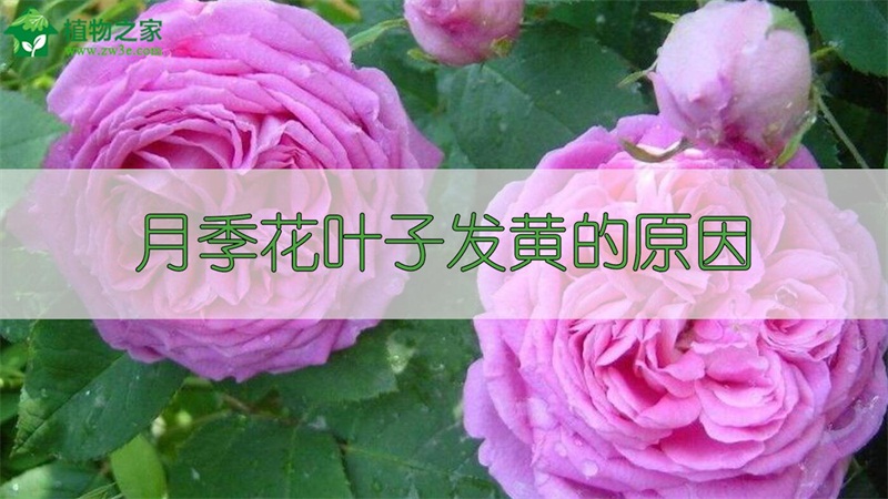 月季花叶子发黄的原因