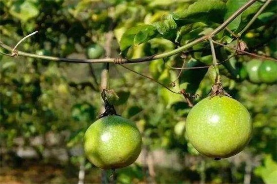 新手种植黄金百香果，要整地翻土后栽种定植