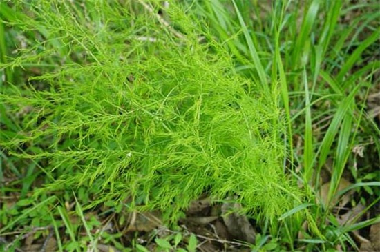 龙须菜是什么植物，是藤状攀援植物可食用