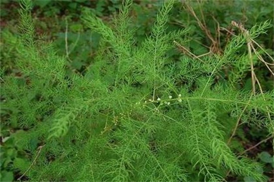 龙须菜是什么植物，是藤状攀援植物可食用