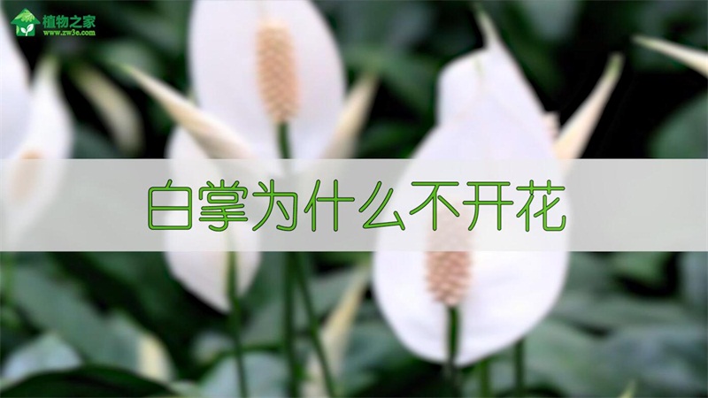 白掌为什么不开花