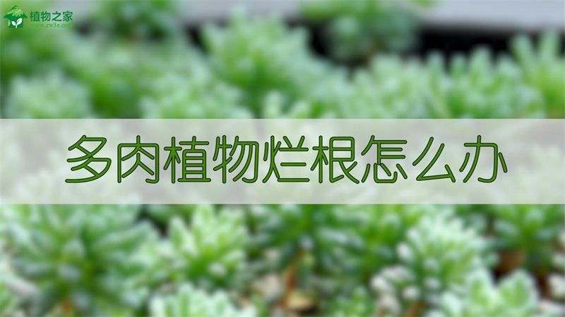 多肉植物烂根怎么办