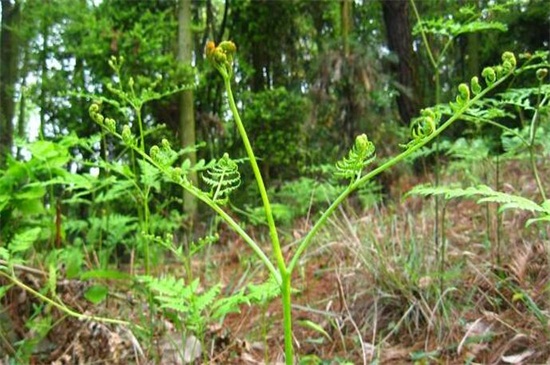 蕨菜是什么菜