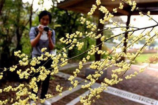 木姜花什么时候种，春季播种最为适宜