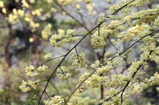 木姜花什么时候种，春季播种最为适宜